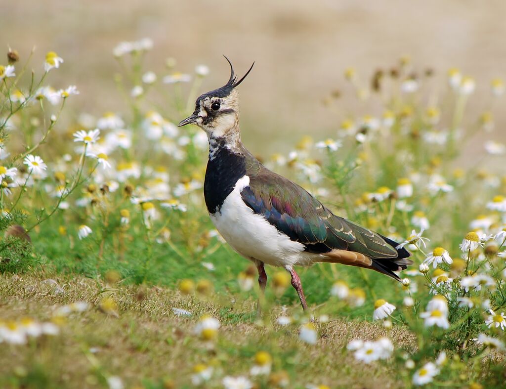 Northern Lapwingadult breeding, identification