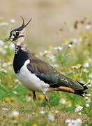 Northern Lapwing