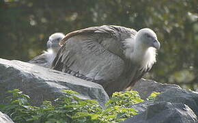 Griffon Vulture