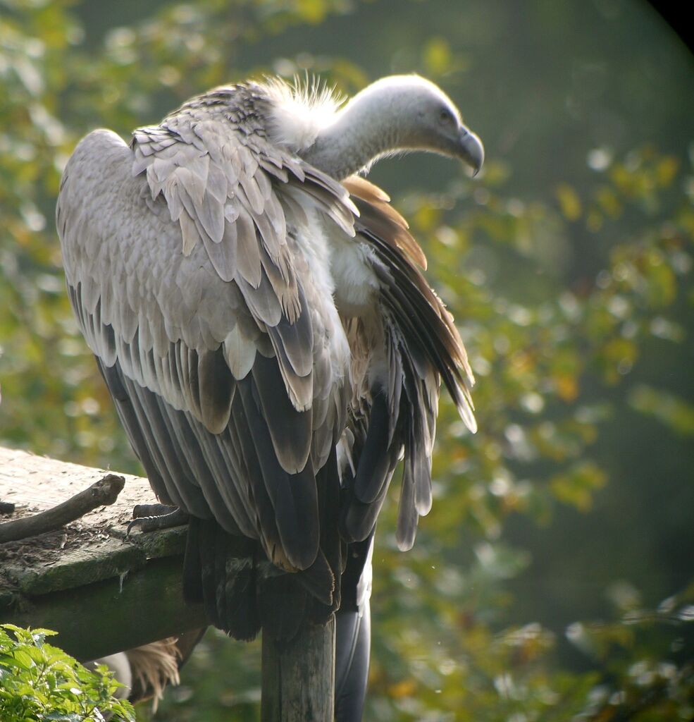 Vautour fauve, identification