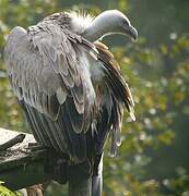 Griffon Vulture