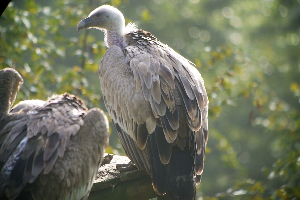 Griffon Vulture