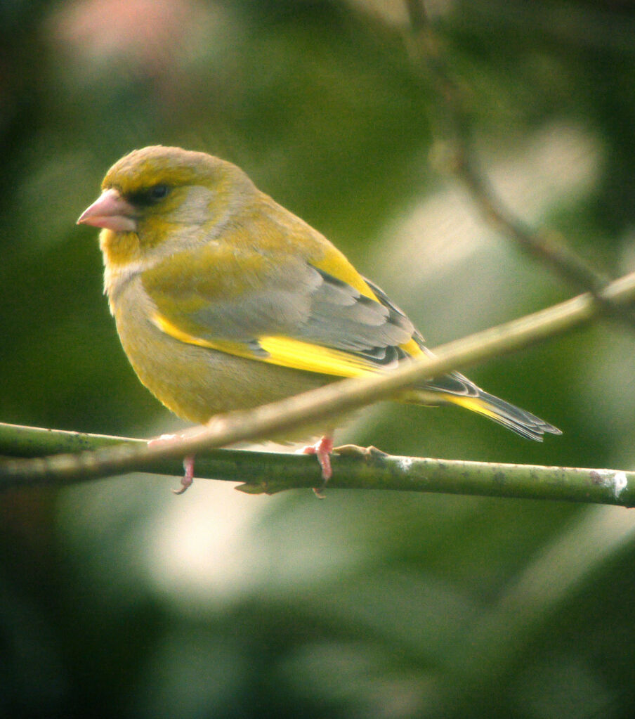 European Greenfinch male, identification