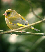 European Greenfinch