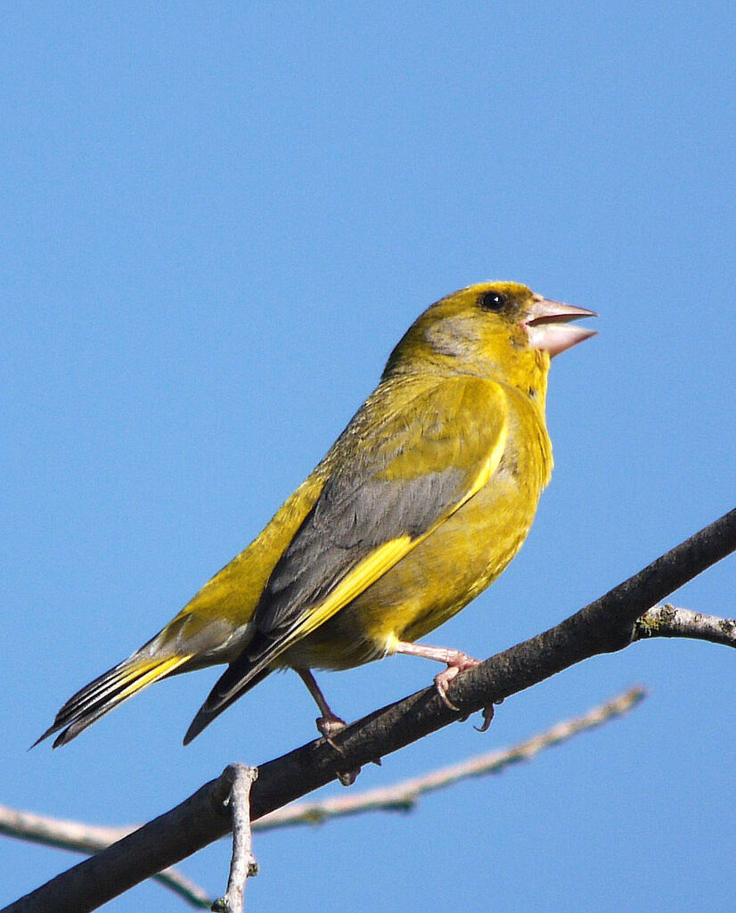 European Greenfinch male adult breeding, identification