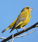 European Greenfinch