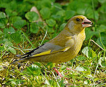 European Greenfinch