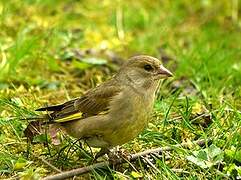 European Greenfinch