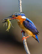 Malagasy Kingfisher