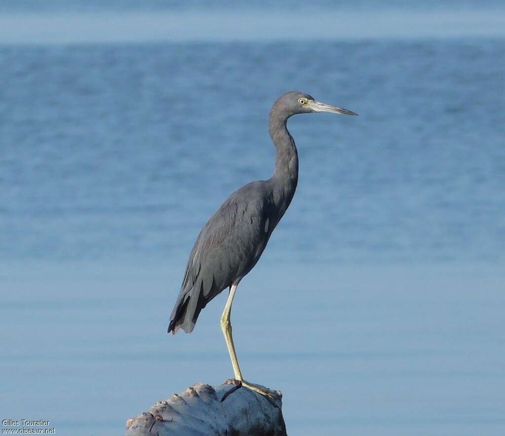 Aigrette bleue, identification