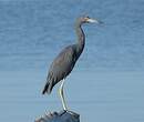 Aigrette bleue