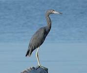 Aigrette bleue