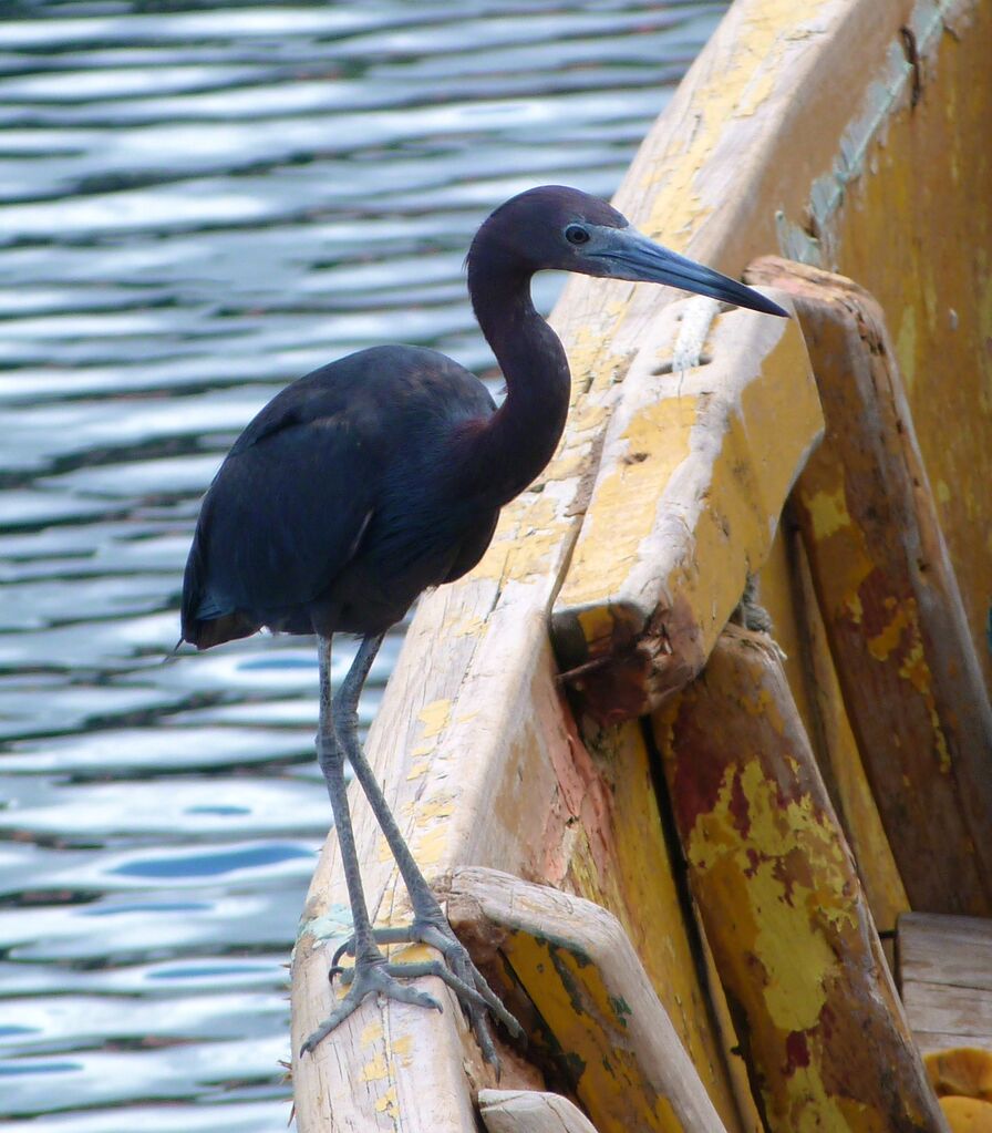 Little Blue Heron