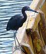 Aigrette bleue