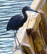 Little Blue Heron