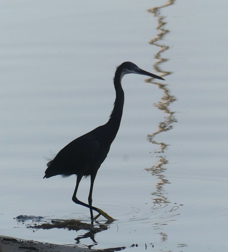 Aigrette des récifs