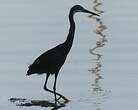 Aigrette des récifs