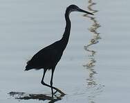 Aigrette des récifs