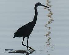 Western Reef Heron