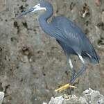 Aigrette des récifs