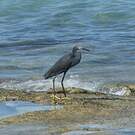 Aigrette dimorphe