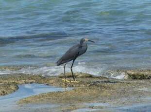 Aigrette dimorphe
