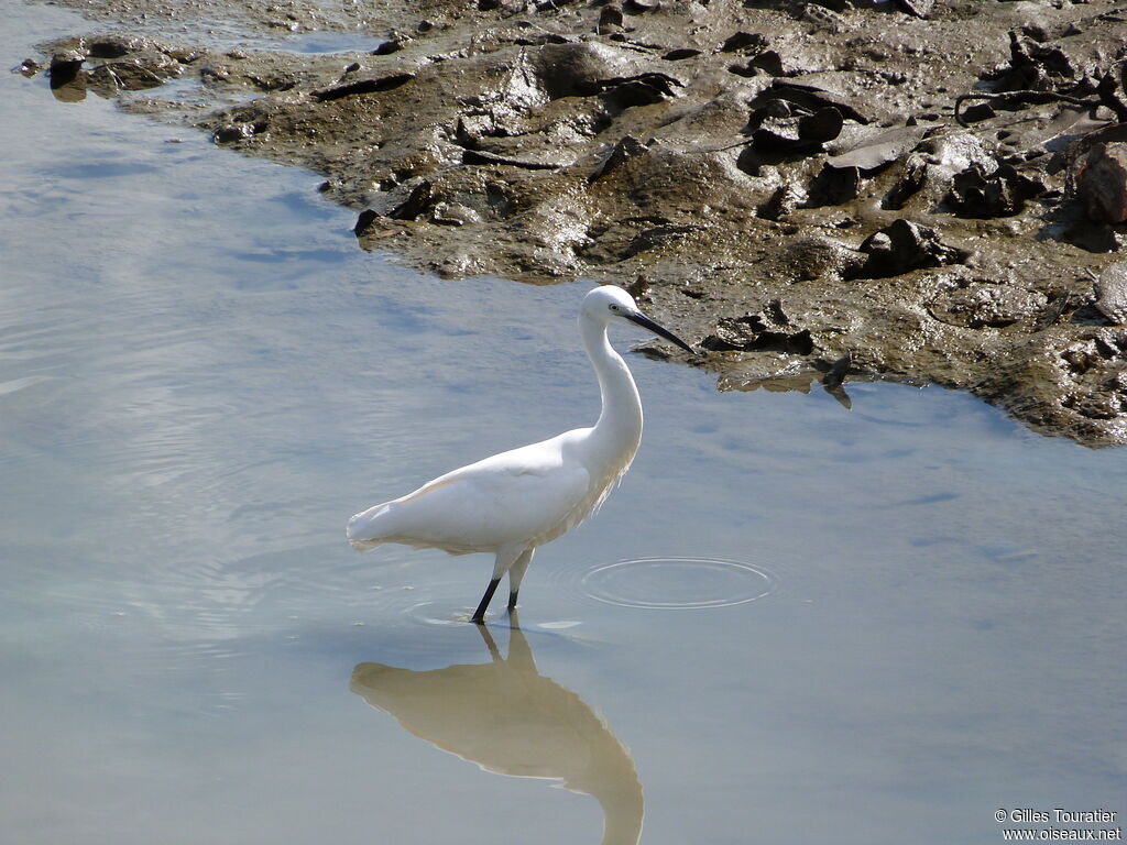 Little Egret