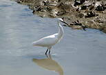 Aigrette garzette