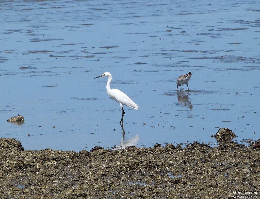 Aigrette neigeuse