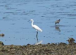 Aigrette neigeuse