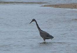 Pacific Reef Heron