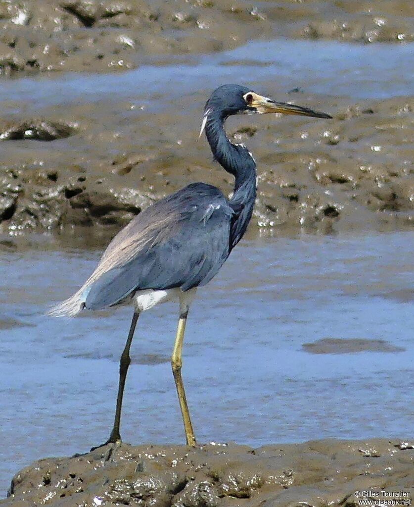 Tricolored Heron