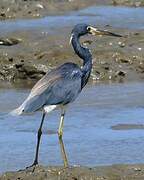 Aigrette tricolore