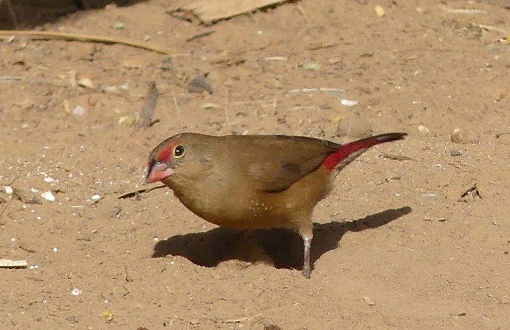 Red-billed Firefinch