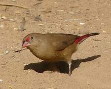 Red-billed Firefinch