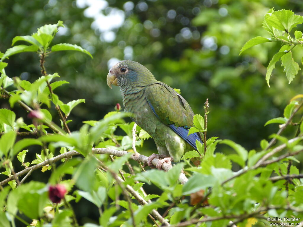 Hispaniolan Amazon