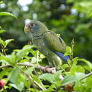 Amazone d'Hispaniola