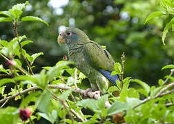 Hispaniolan Amazon