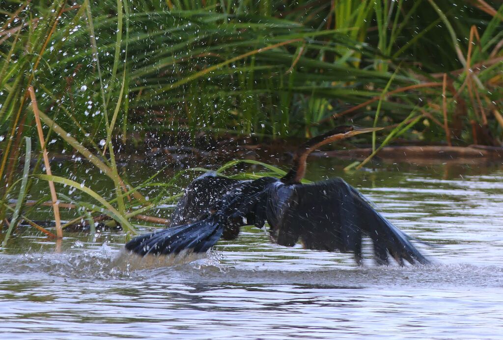 Anhinga d'Afrique