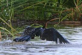 African Darter