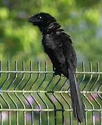 Smooth-billed Ani