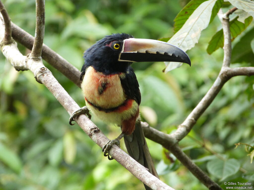 Collared Aracari