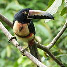 Araçari à collier