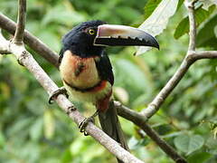 Collared Aracari