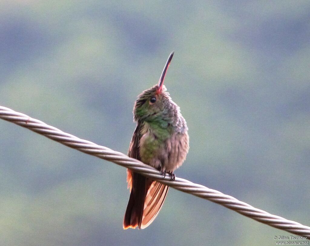 Rufous-tailed Hummingbird