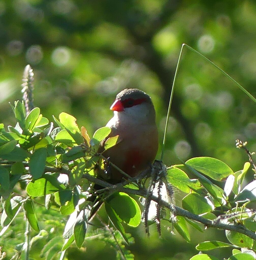 Common Waxbill