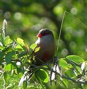 Common Waxbill