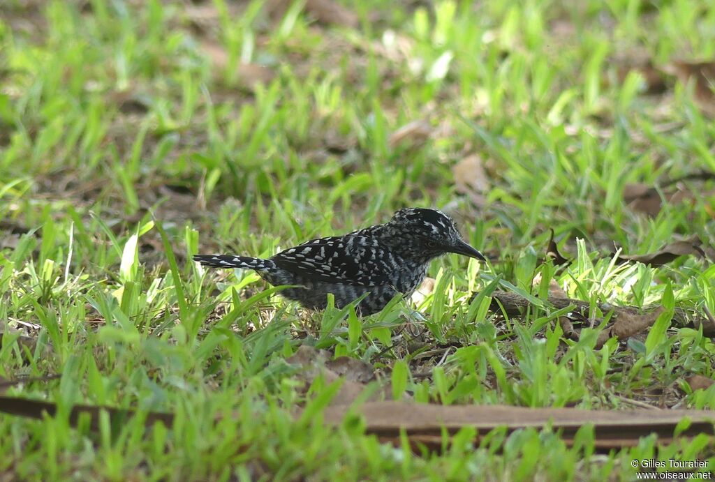 Barred Antshrike