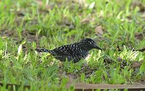 Barred Antshrike