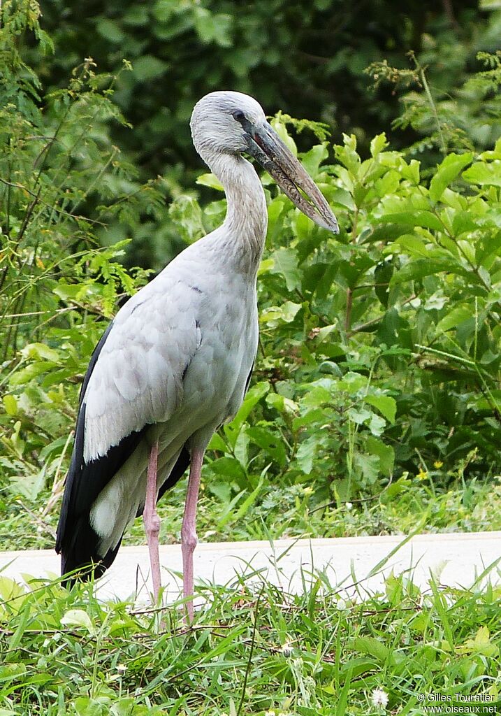 Asian Openbill